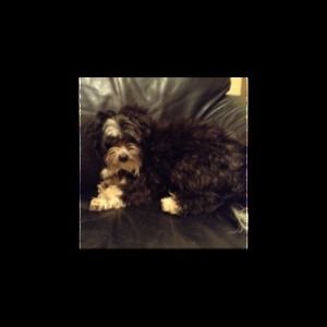 Meet your Posher, Sophia